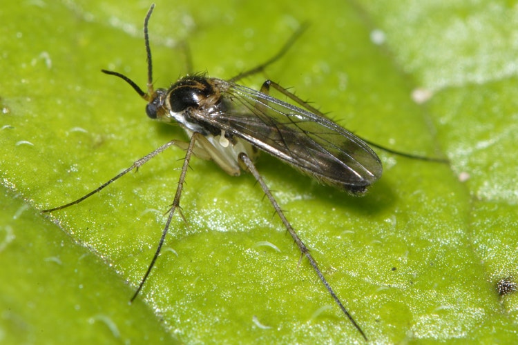 Close up photo of a fungus gnat