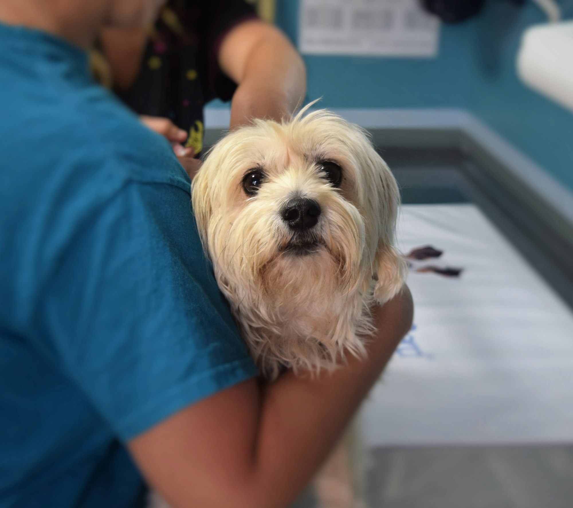 A small dog is being held by a person, at a veterinarian’s office, looking calm and curious.