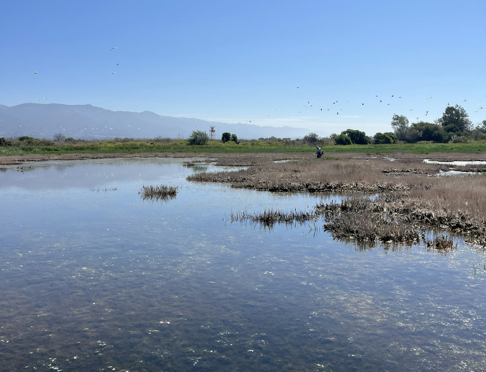 A serene view of the Goleta Slough with a person standing in shallow water surrounded by marshland and the distant Santa Ynez mountains under a clear blue sky.