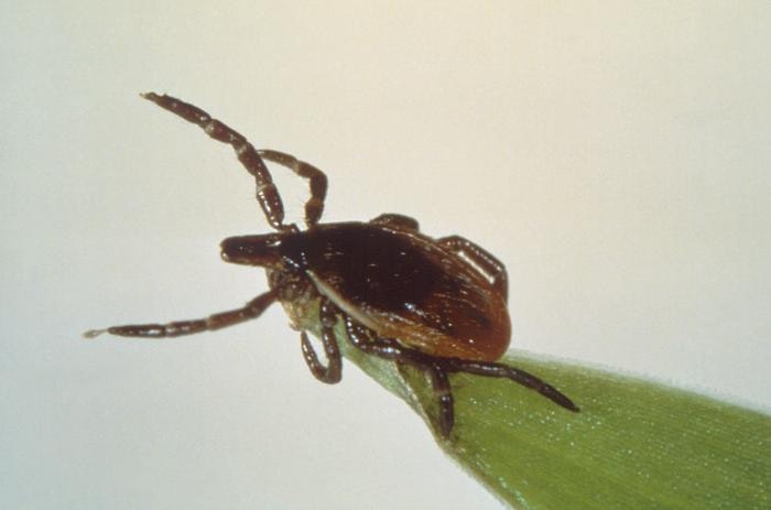 A tick on the tip of a blade of grass with it's front legs outstretched waiting to grab onto a passing human or animal.