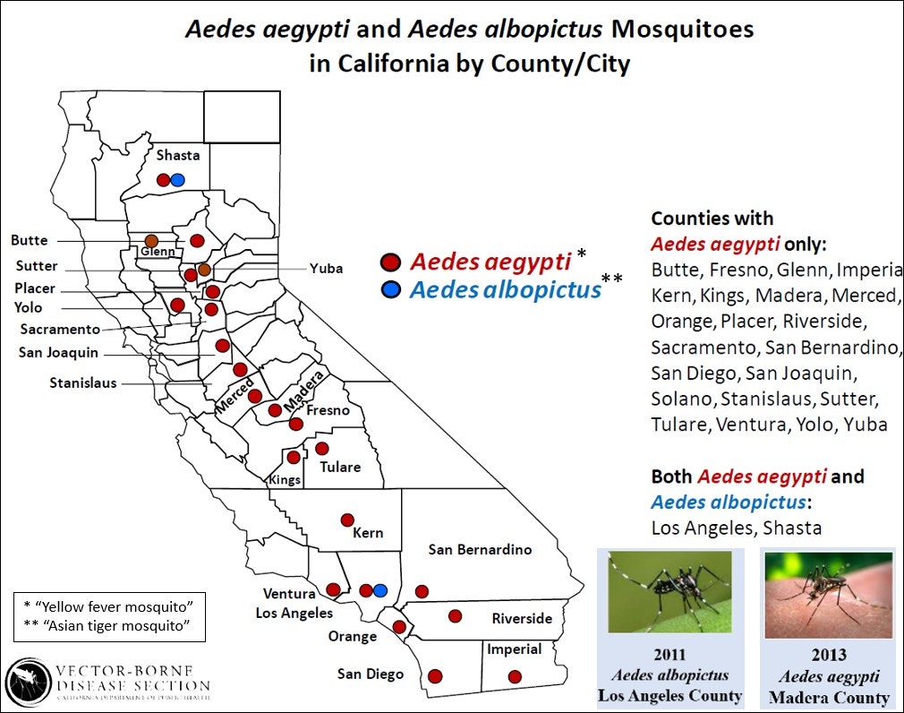 Map shows distribution of Aedes aegypti and Aedes albopictus mosquitoes by California county, with photos of the two mosquito species.