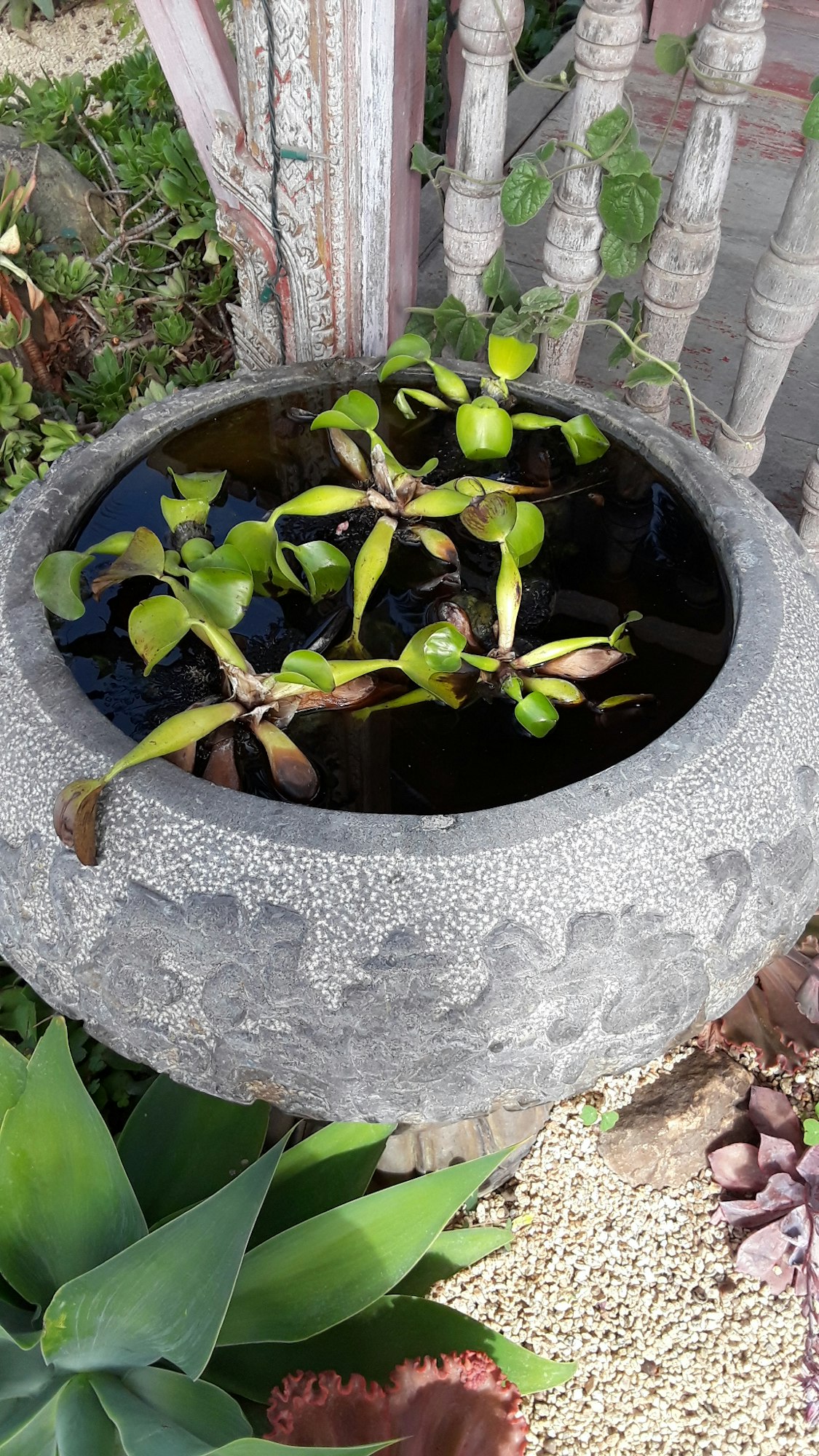 A large, decorative cement pot filled with water and aquatic plants.