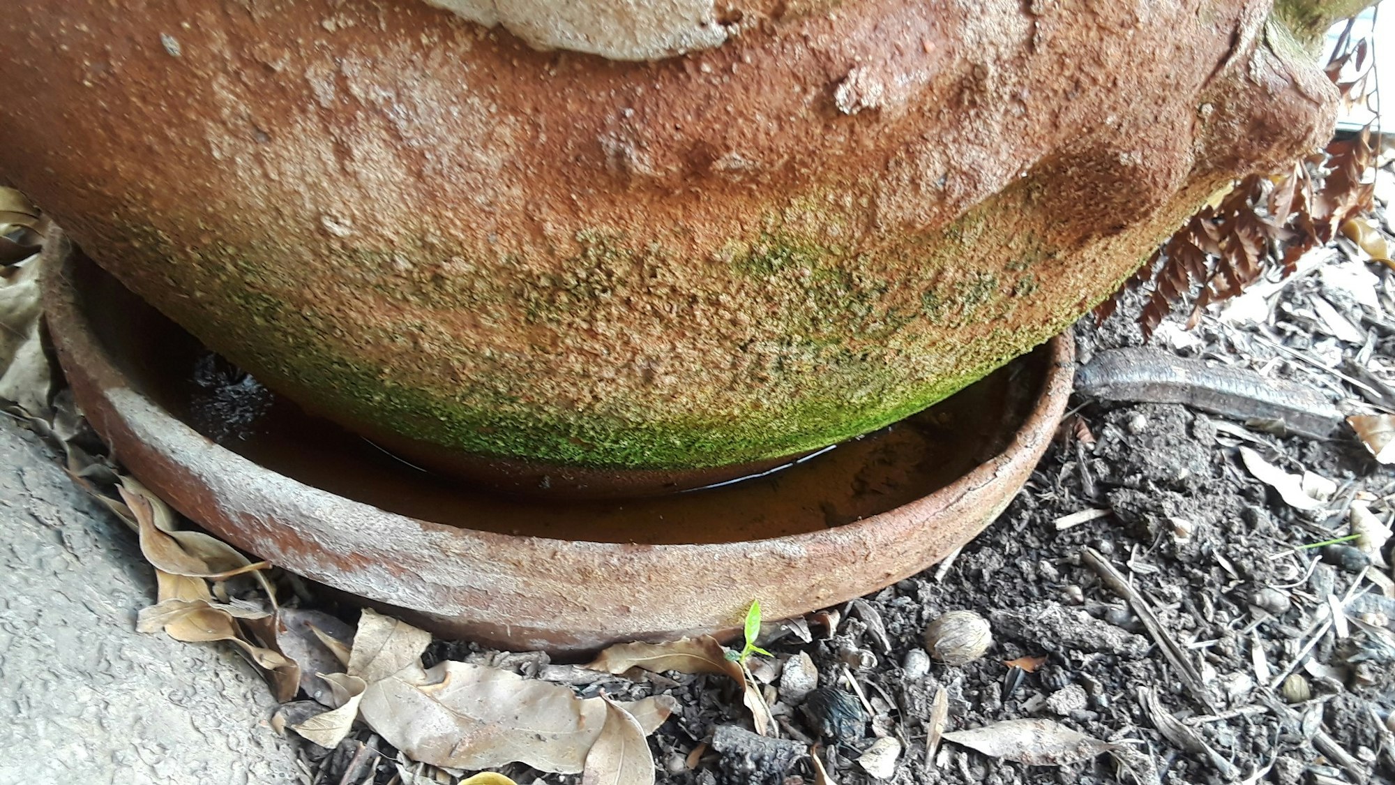 Ceramic plate filled with water under a large potted plant.