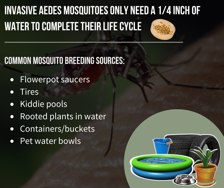 Aedes mosquitoes need 1/4 inch of water. Breeding sites: saucers, tires, pools, plants, buckets, pet bowls.