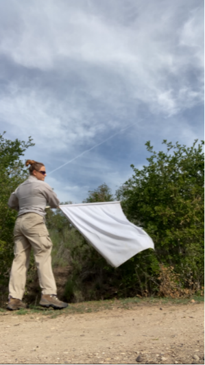 A vector control technician collecting ticks by dragging a cloth over a shrub