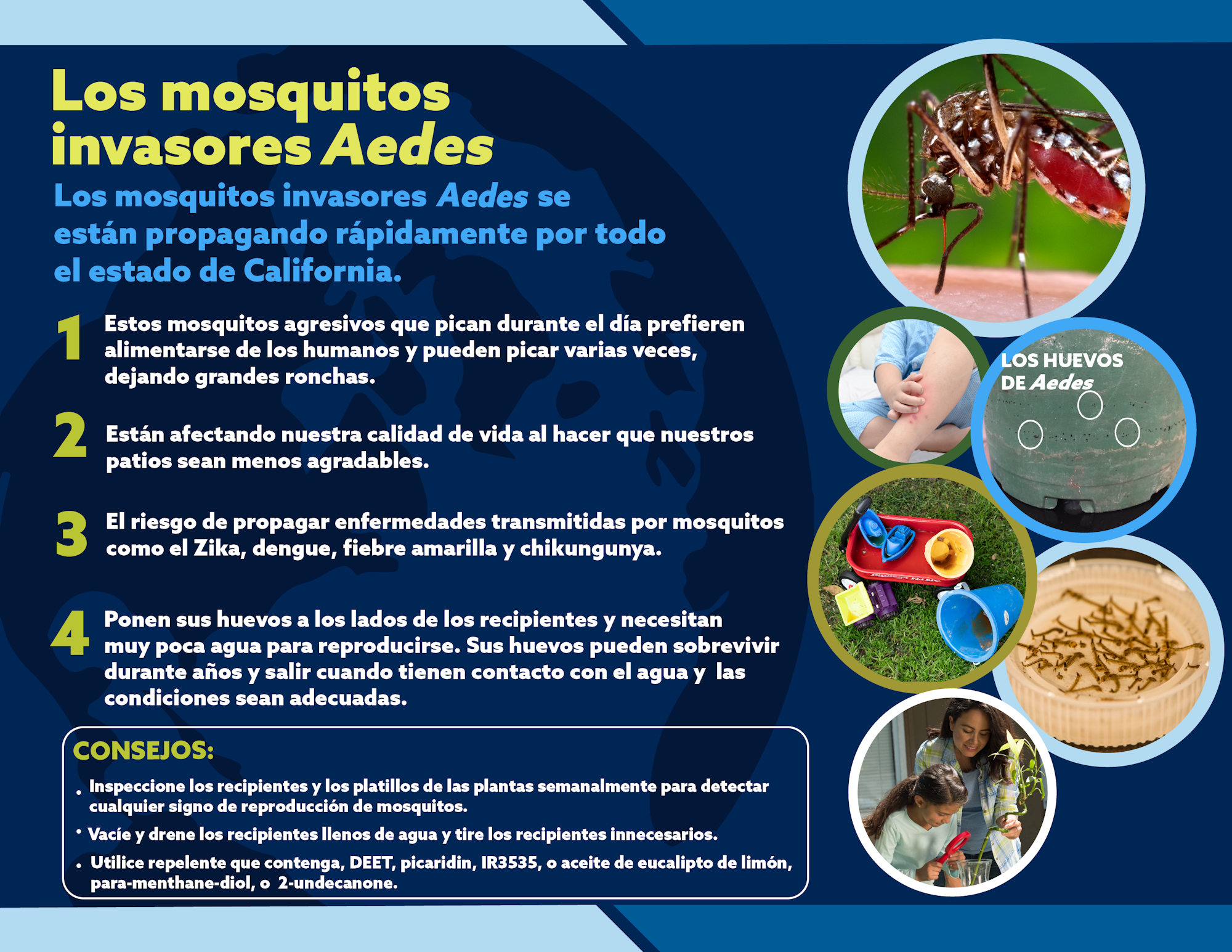 Los mosquitos Aedes se propagan en California, causando picaduras y enfermedades. Consejos: inspeccionar recipientes y usar repelente.