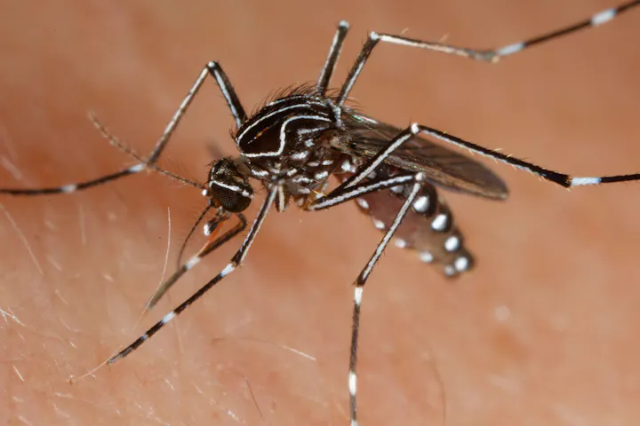 A close-up image of Aedes notoscriptus on human skin, showcasing its distinct black and white striped body and long legs.