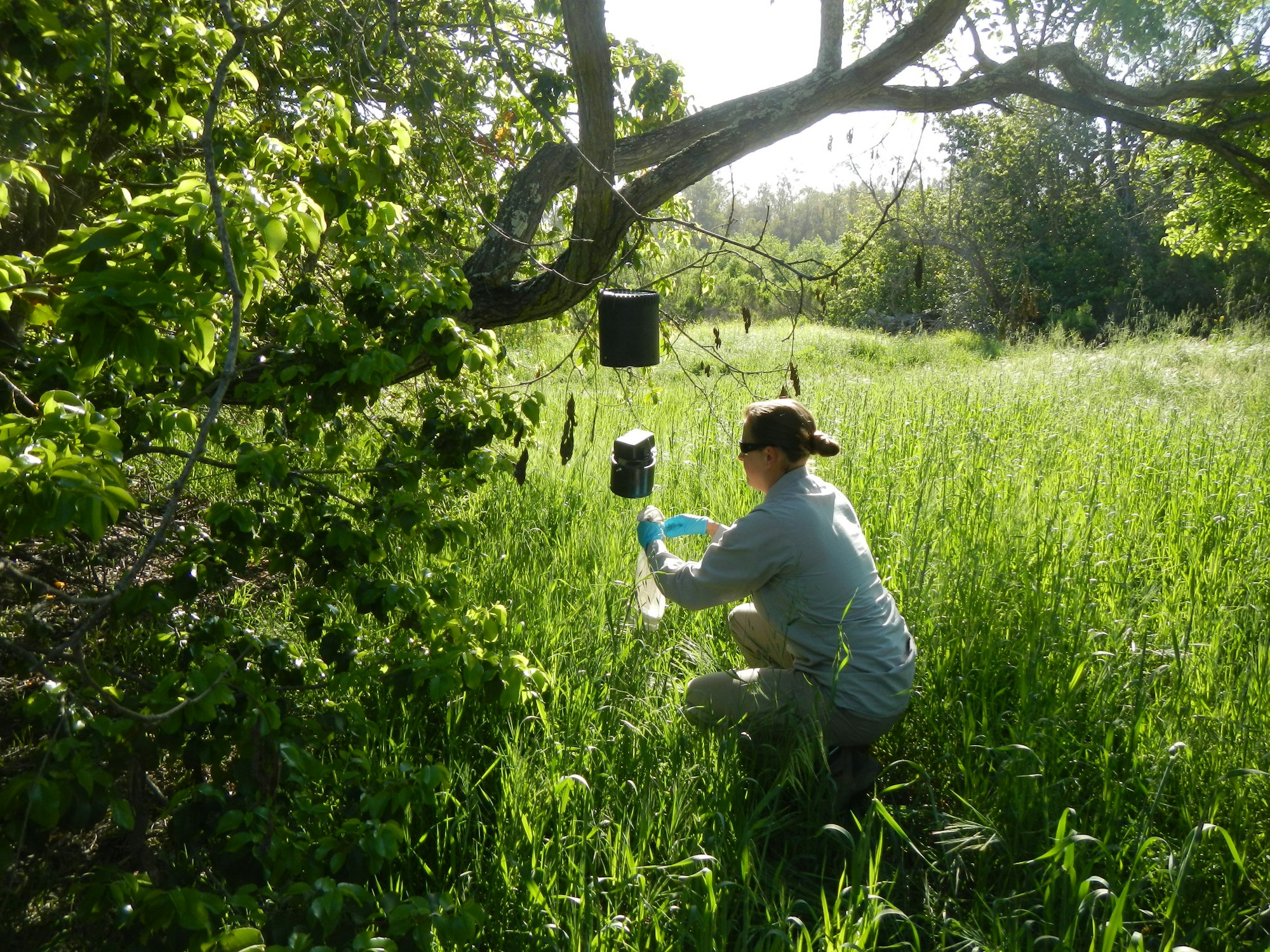 A vector control technician setting up a mosquito trap.