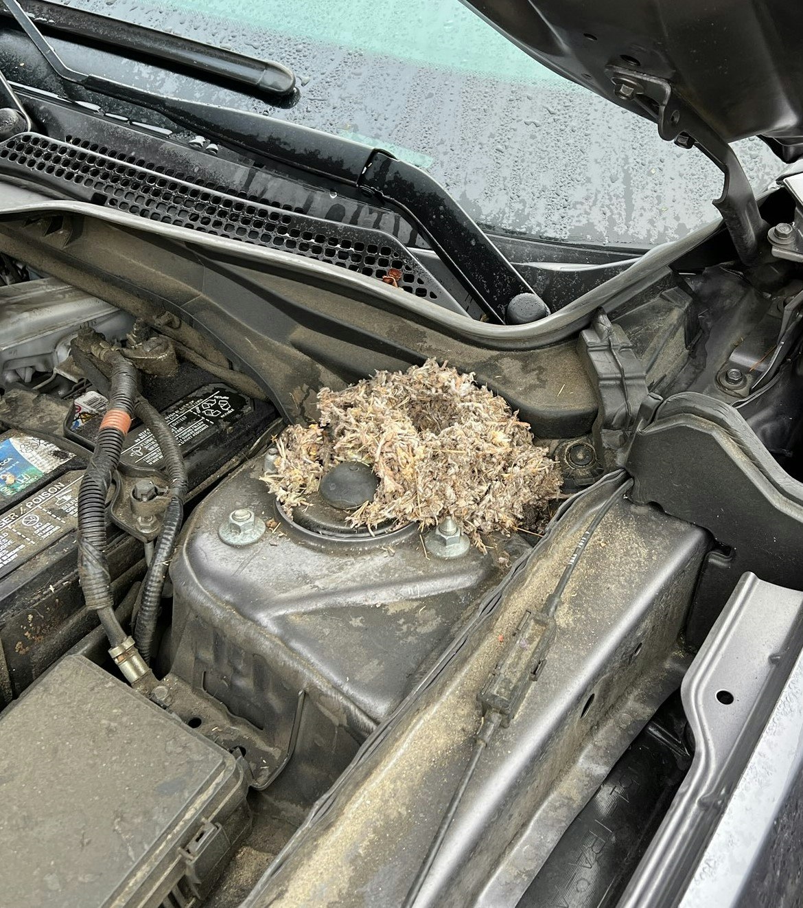 A rat's nest seen under the hood of a car