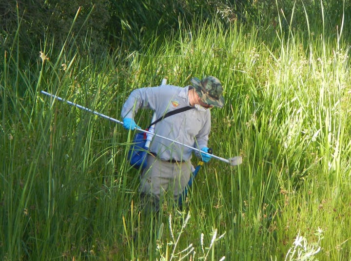 A person in gloves and a hat is examining vegetation with a tool in a grassy area.