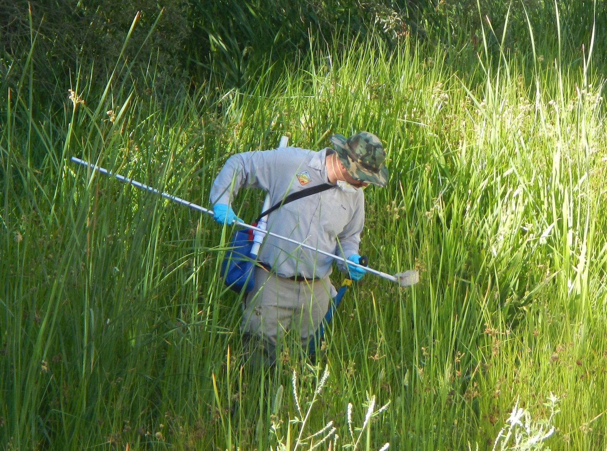 A person in gloves and a hat is examining vegetation with a tool in a grassy area.
