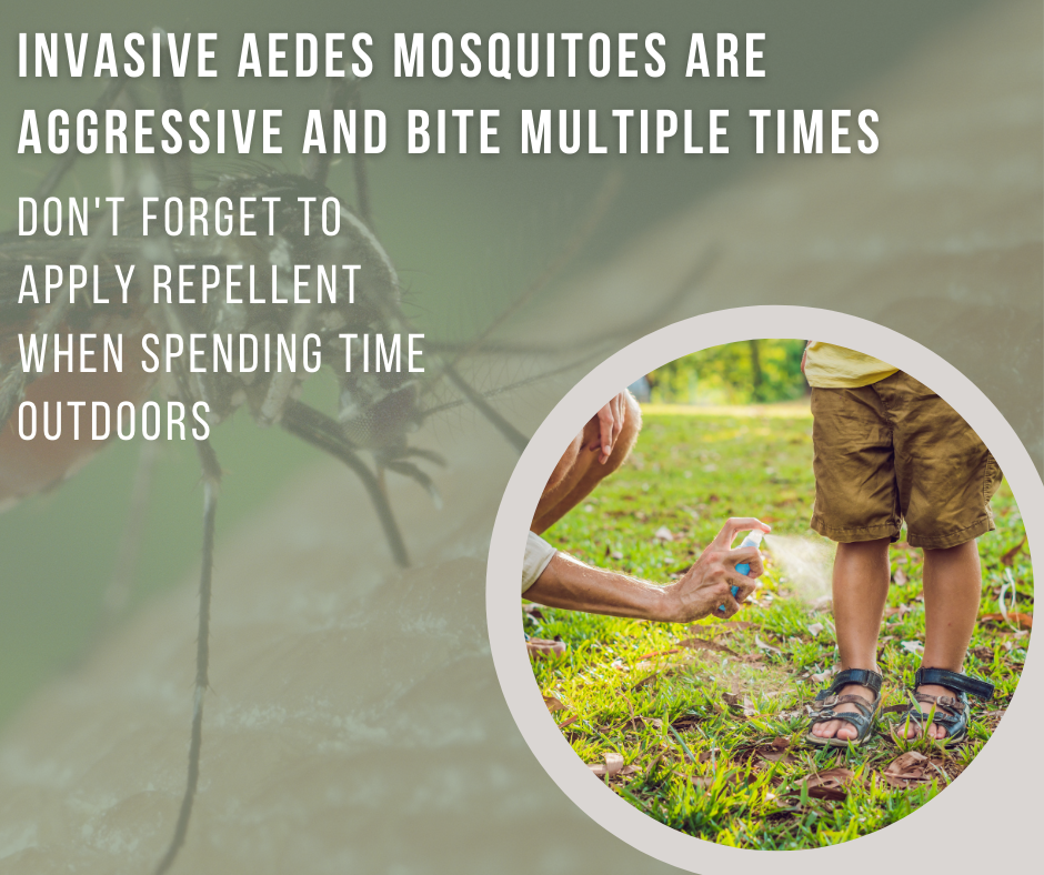 Invasive Aedes mosquitoes are aggressive; apply repellent outdoors. Image shows a person spraying repellent on a child's legs.