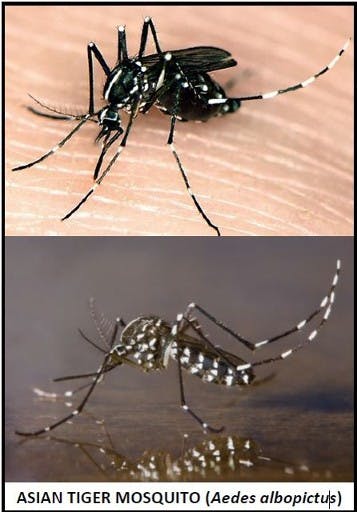 Close-up photos of Asian Tiger Mosquitoes