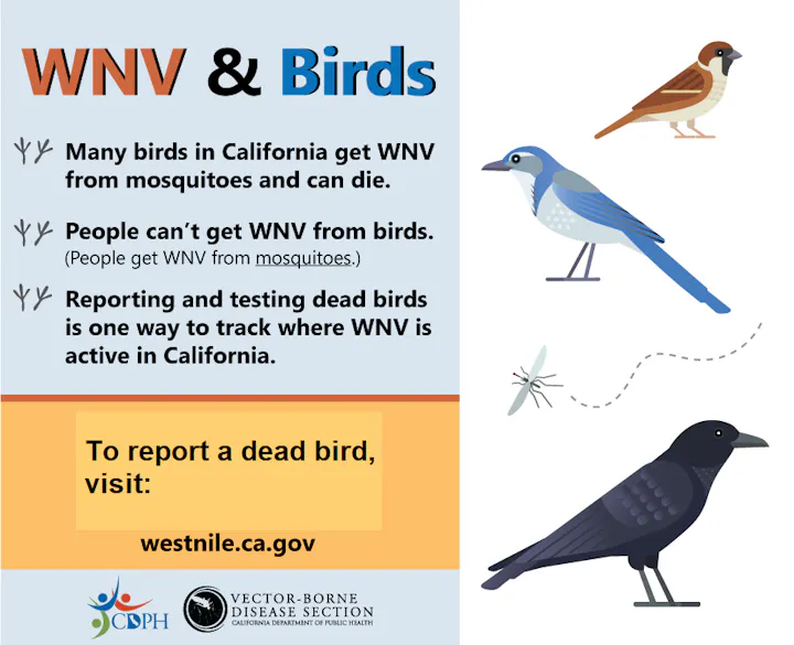 Infographic on how birds are susceptible to West Nile virus but people can't get the virus directly from birds.