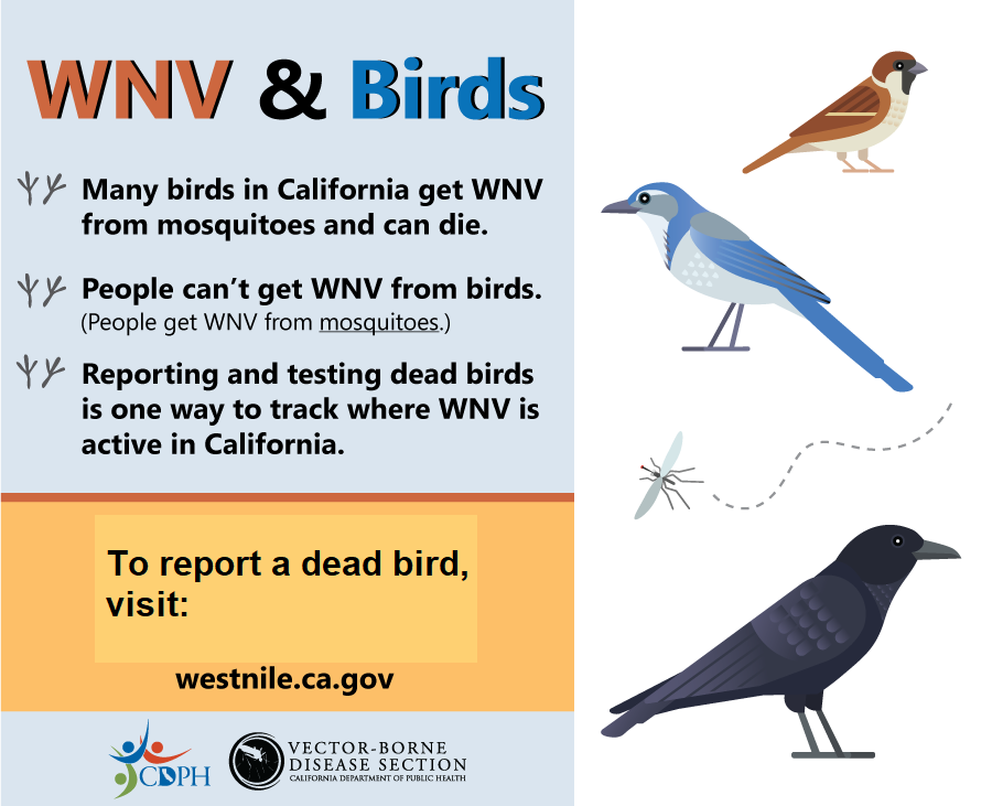 Infographic on how birds are susceptible to West Nile virus but people can't get the virus directly from birds.