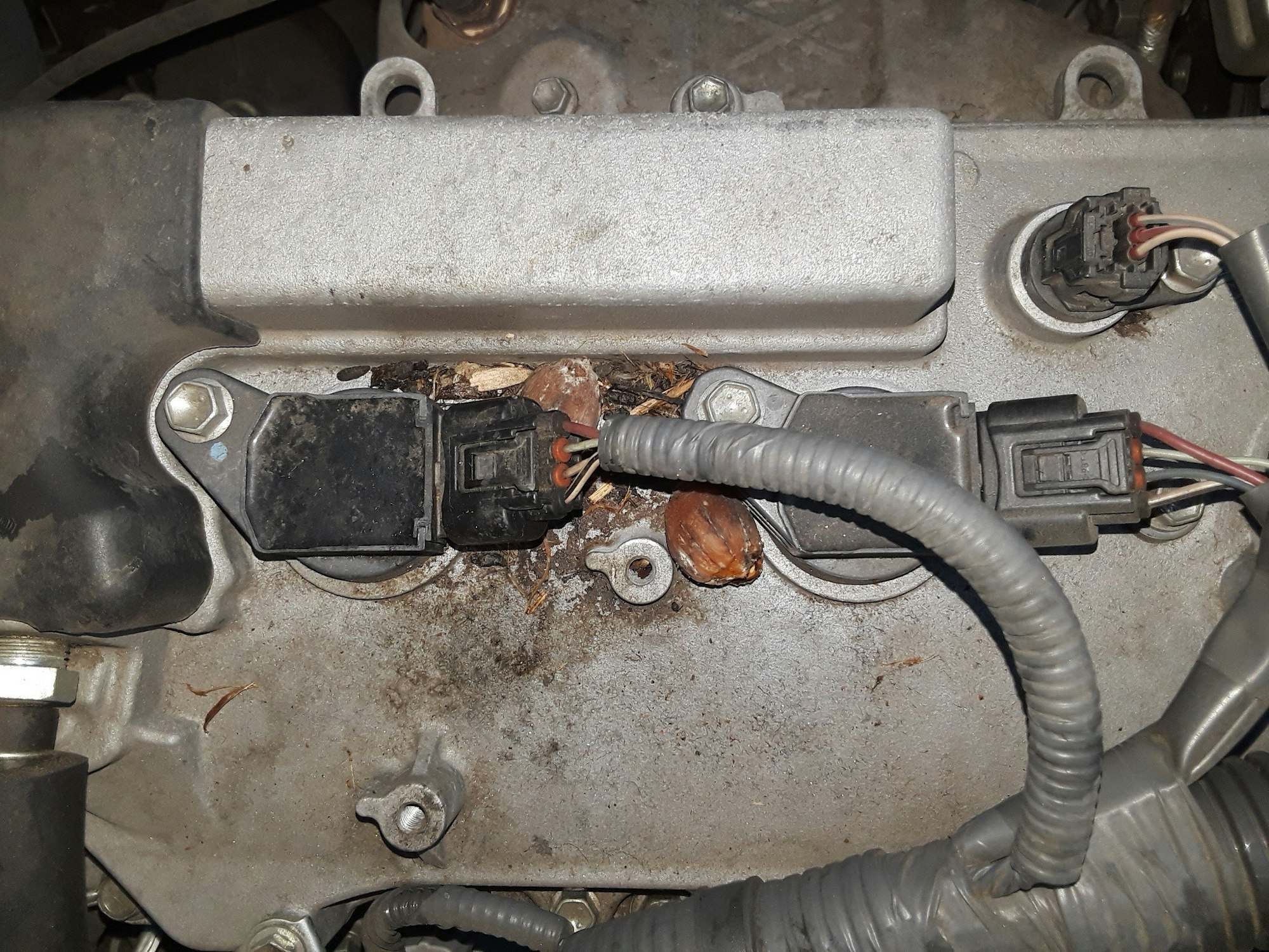 Top of a car engine showing evidence of rat infestation. Fecal pellets and a couple of palm tree dates are visible.