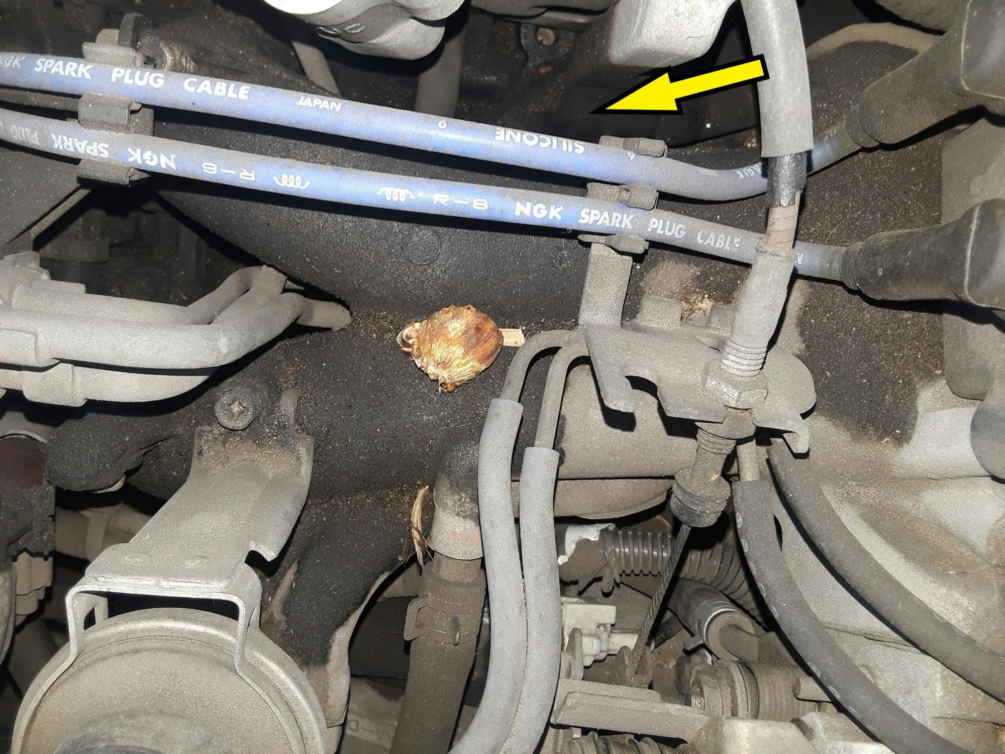 A palm date that has been left on top of a car engine by a rat.