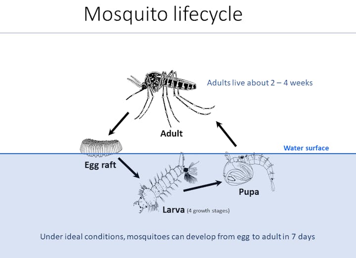 Graphic of the mosquito life cycle which consists of 4 stages: Adult, egg, larva and pupa