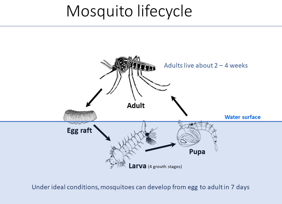 Graphic of the mosquito life cycle which consists of 4 stages: Adult, egg, larva and pupa