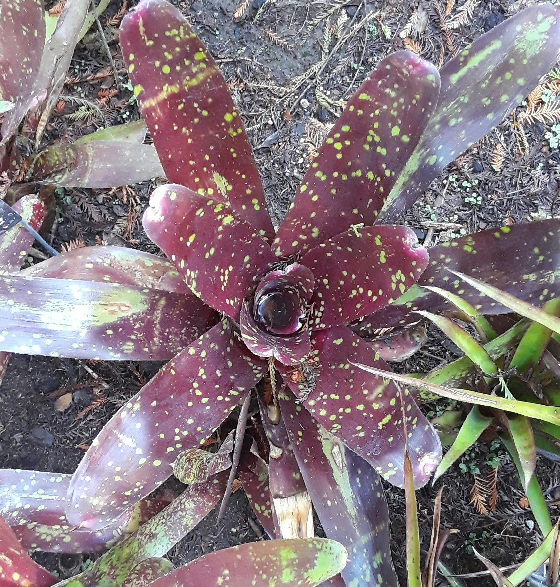 Top view of a bromeliad plant with water collected at the top.