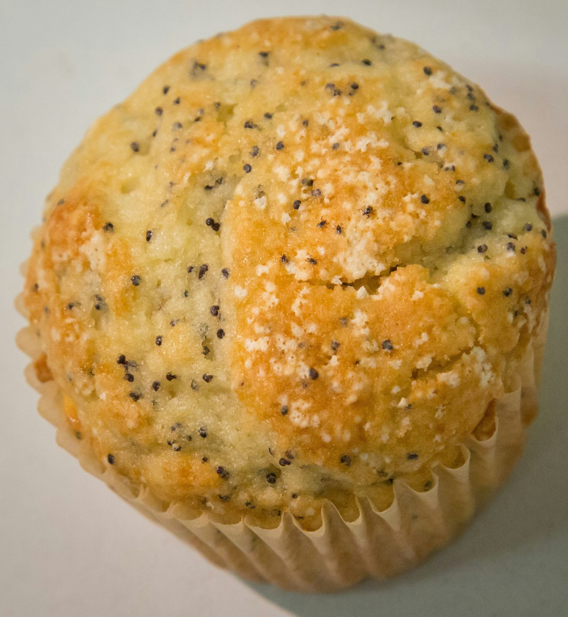 A poppy seed muffin with tick nymphs on it demonstrating the larvae are the size of a poppy seed.