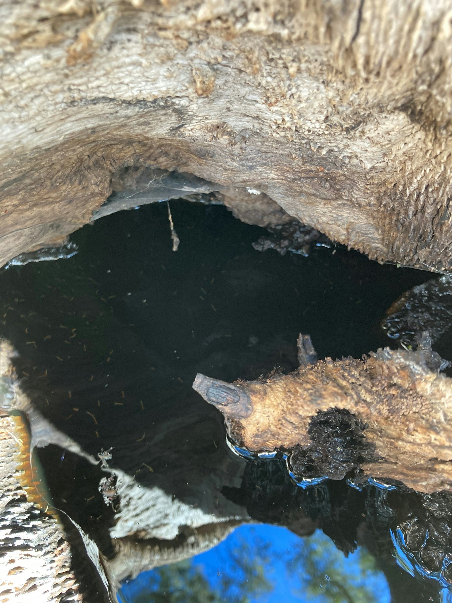 A tree hole filled with stagnant water. If you look closely, you can see mosquito larvae in the water.