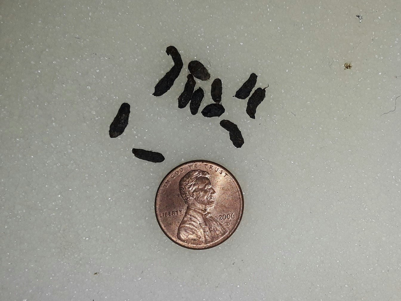 Rat fecal pellets shown next to a penny for scale.
