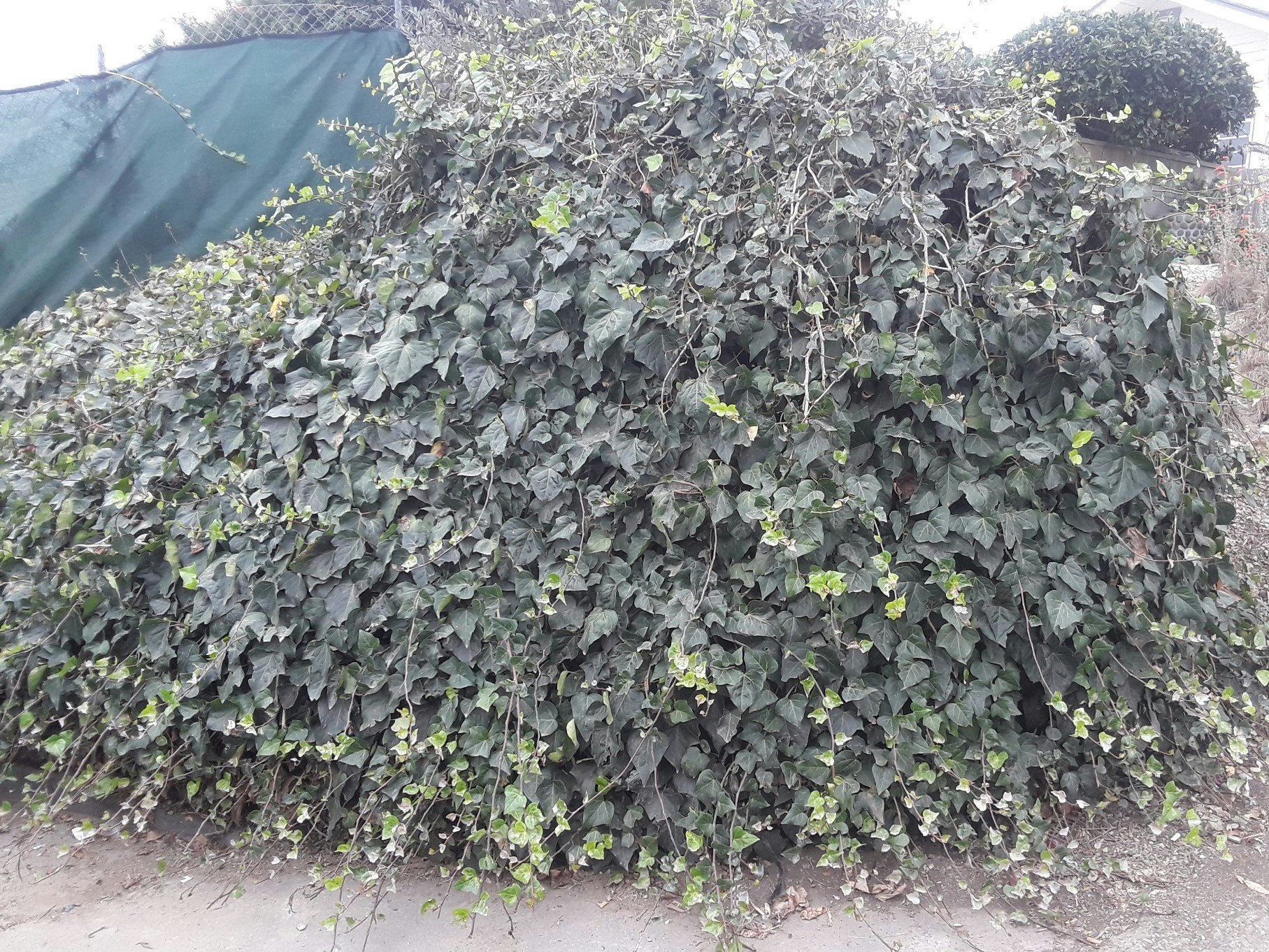 Thick growing ivy in the front yard of a home.