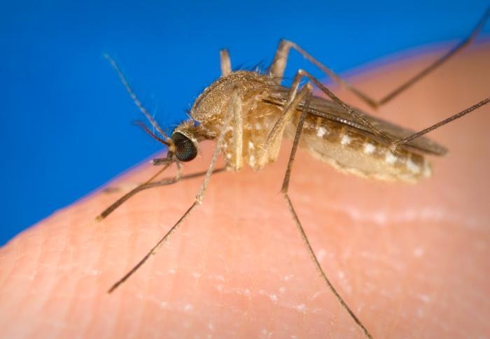 Close-up photo of a mosquito on someone's skin.