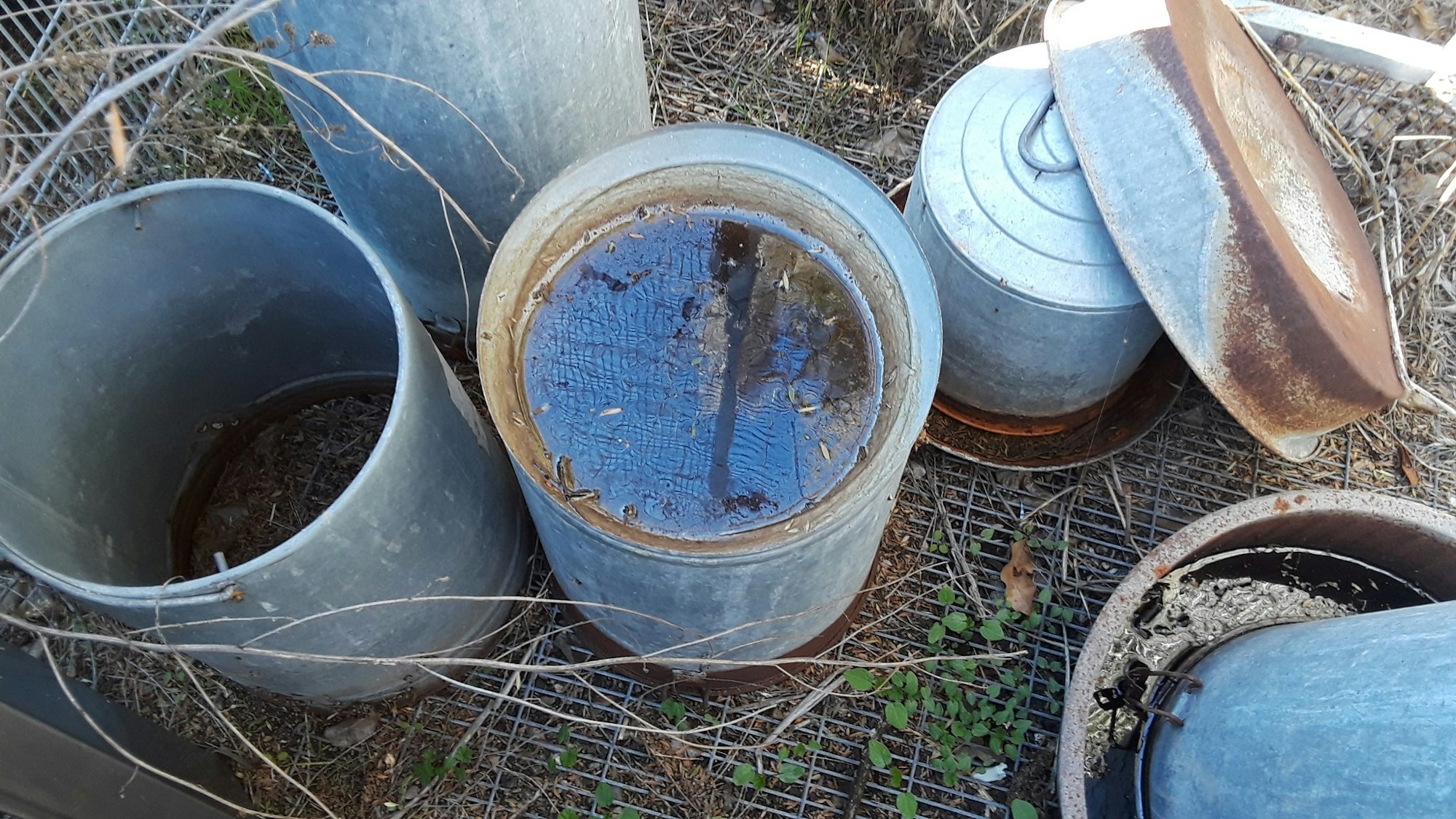 Stagnant water in a metal pail.
