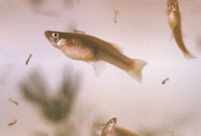 Mosquitofish and mosquito larvae