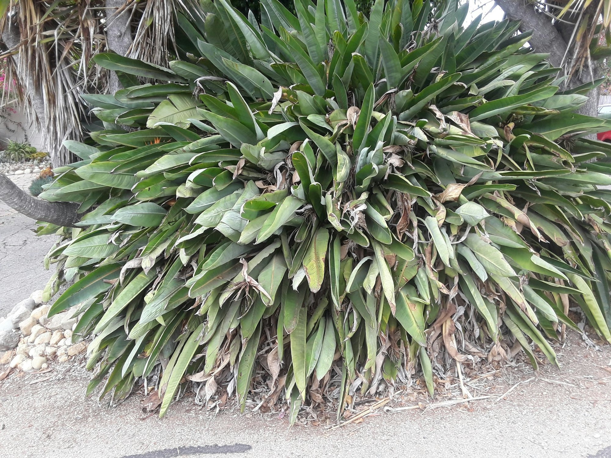 A dense growth of bird-of-paradise plants without flowers.