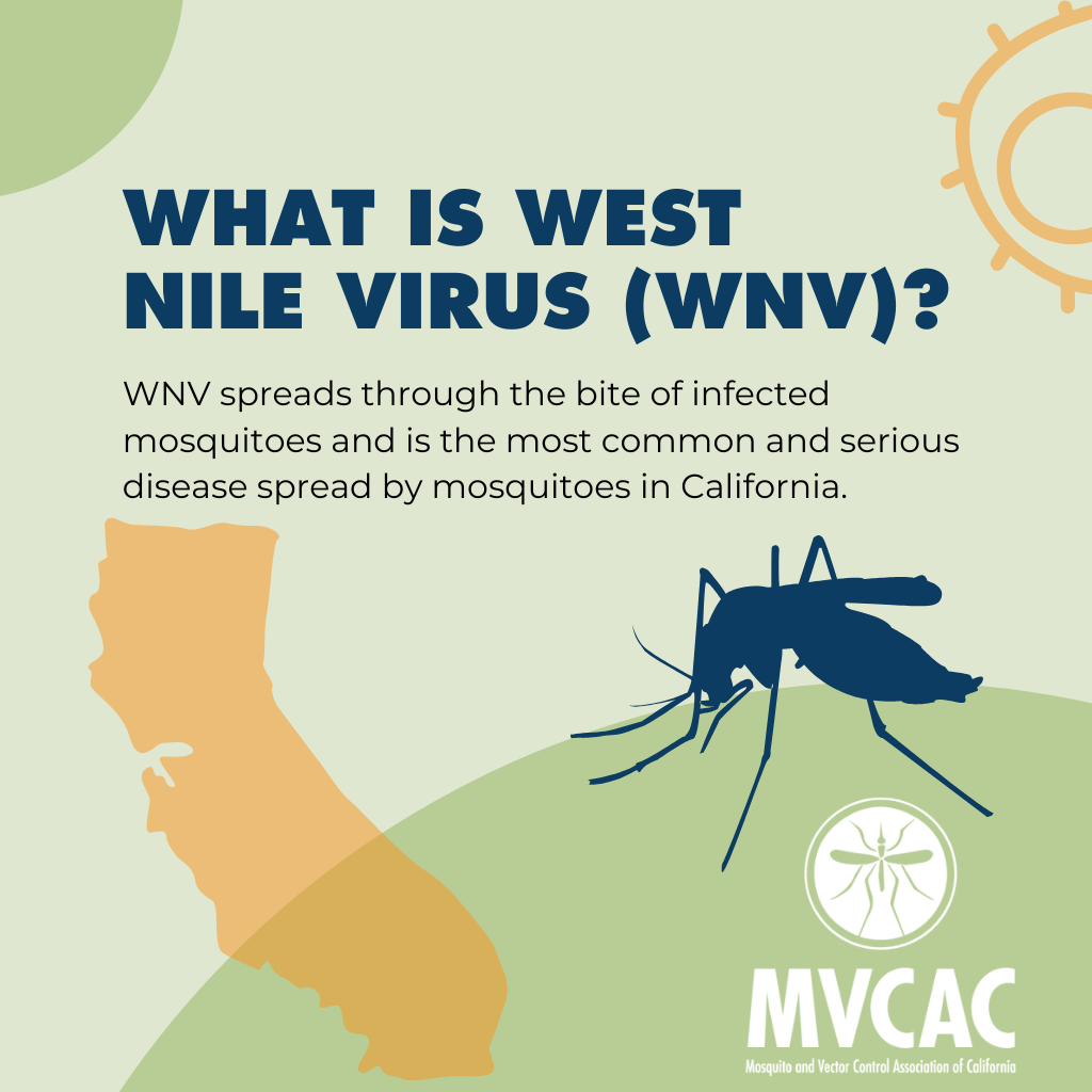 West Nile Virus (WNV) spreads via mosquito bites and is the most serious mosquito-borne disease in California.