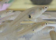 Fish that eat mosquito larvae