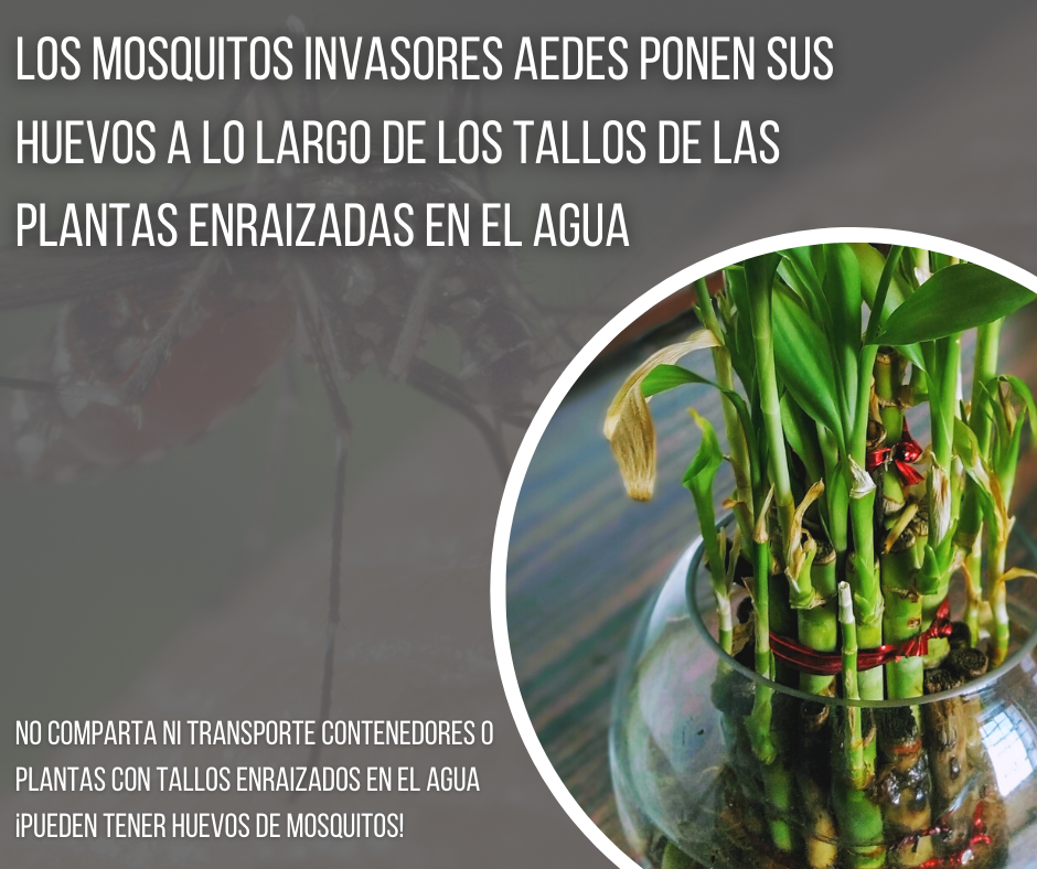 Mosquito warning: Aedes lay eggs on water-rooted plant stems. Avoid sharing or transporting these plants.