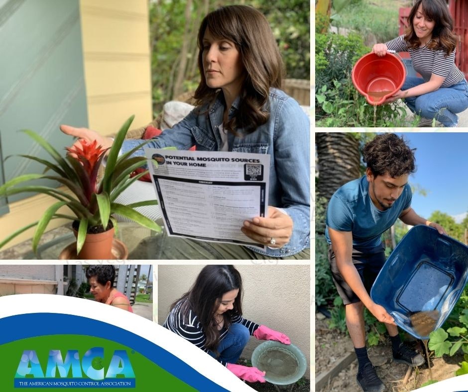 Several photos of people emptying stagnant water from containers and a woman looking at a bromeliad flower where mosquitoes can breed if there's water inside the flower.