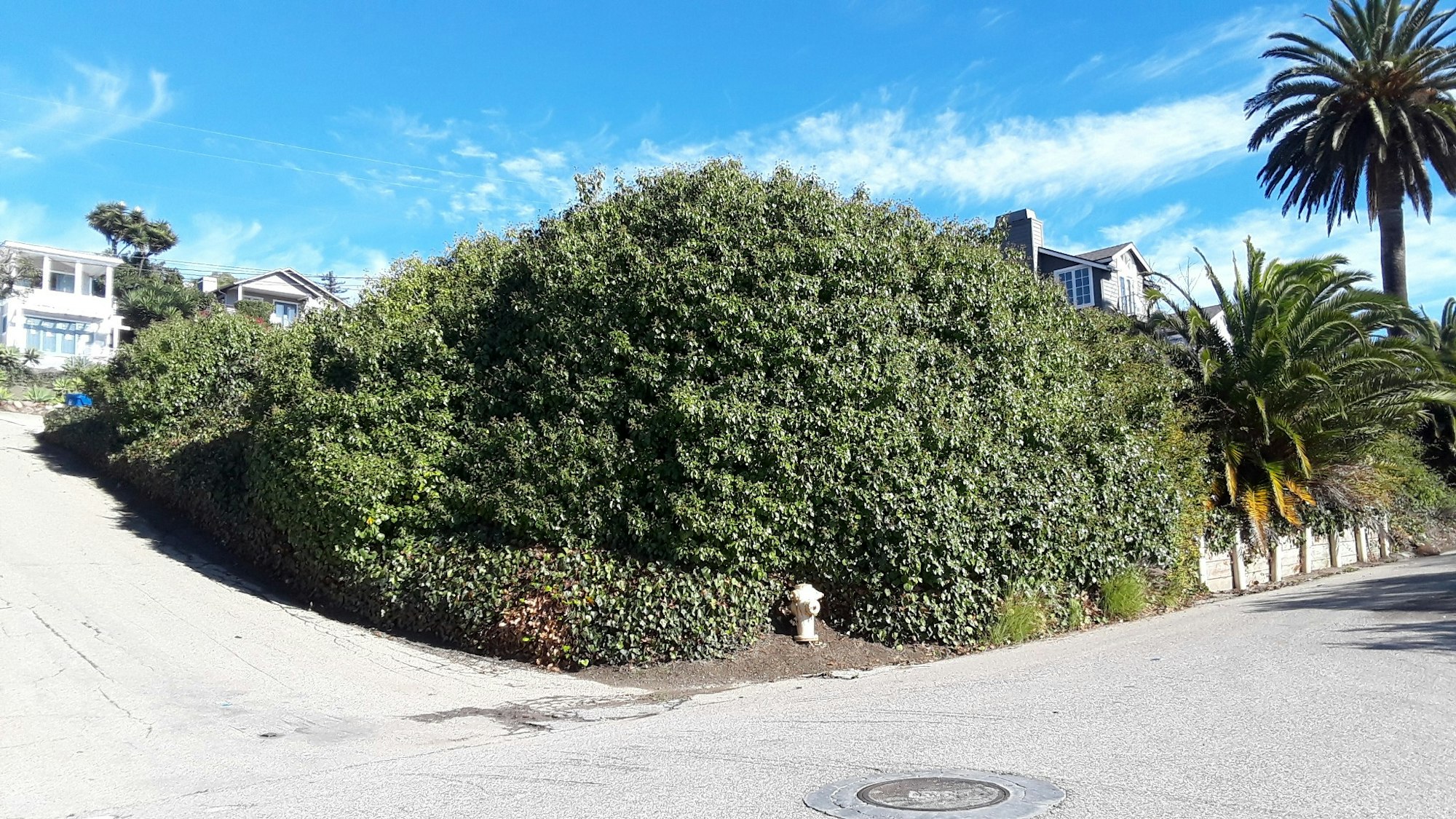 A large hedge on a residential street corner.
