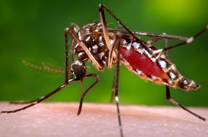 A yellow fever mosquito feeding and filling up with blood.