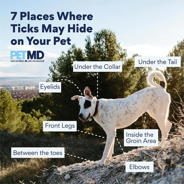 Graphic showing a dog and text boxes showing where ticks may hide on a dog: Eyelids, under the collar, under the tail, inside the groin area, elbows, between the toes, and front legs.