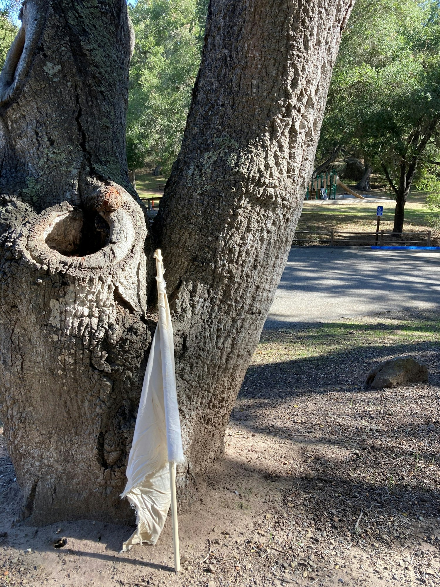 An oak tree with a large tree hole. The holes and cavities can fill with water and some mosquito species, such as the appropriately-named "tree hole mosquito, Aedes sierrensis, commonly lay their eggs and develop in these.