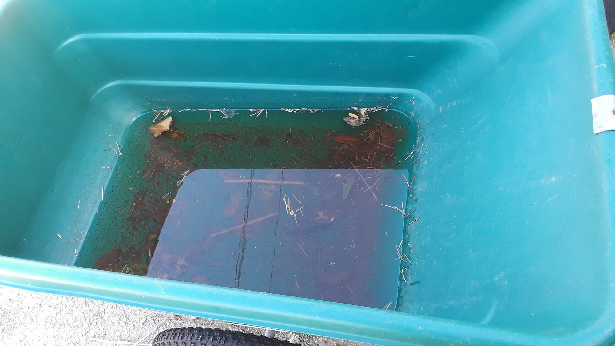 A wheelbarrow filled with stagnant rainwater.