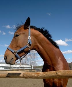 May contain: animal, horse, mammal, stallion, and colt horse