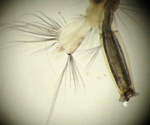 mosquito