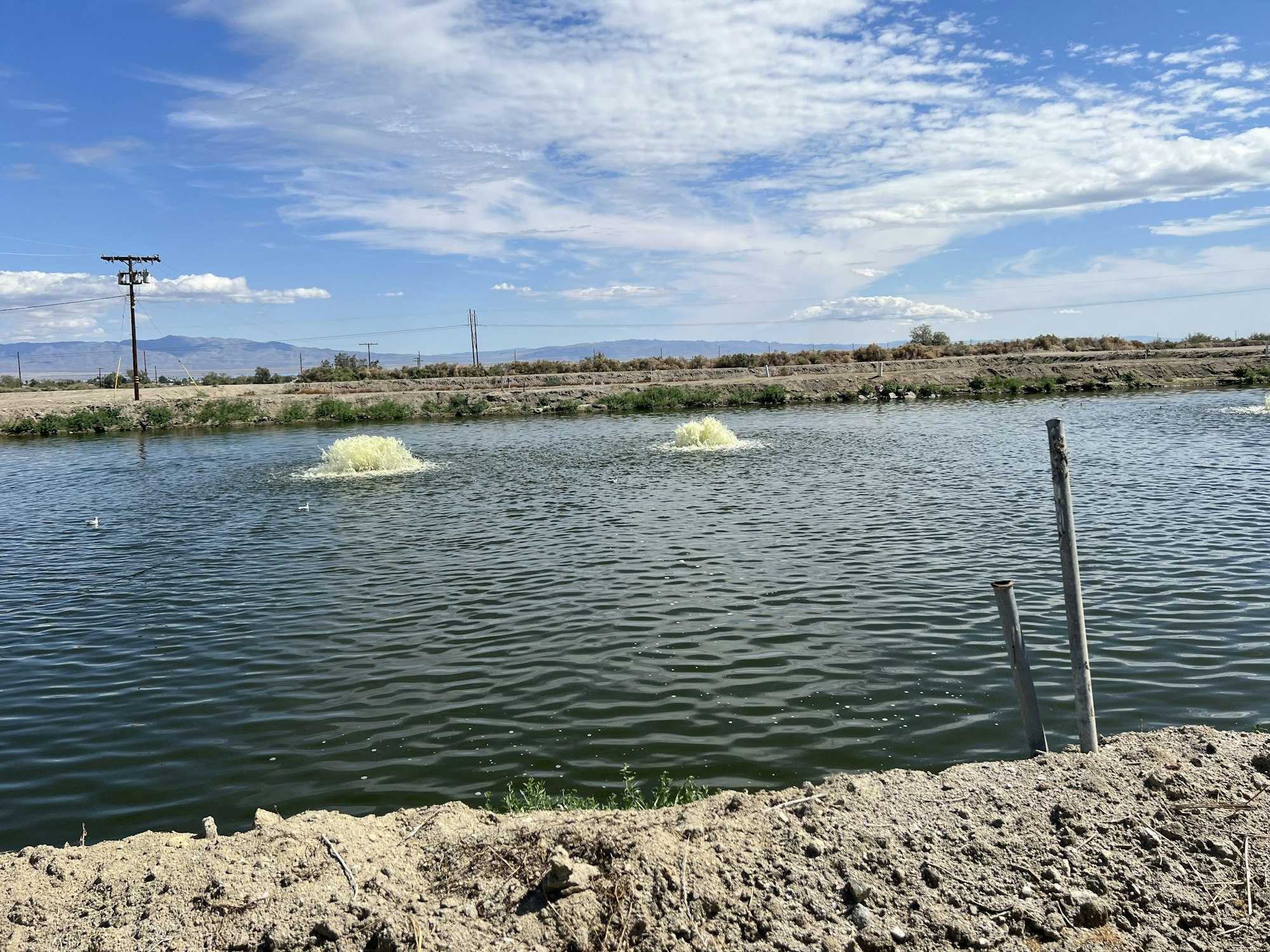 May contain: nature, outdoors, scenery, water, pond, animal, and bird