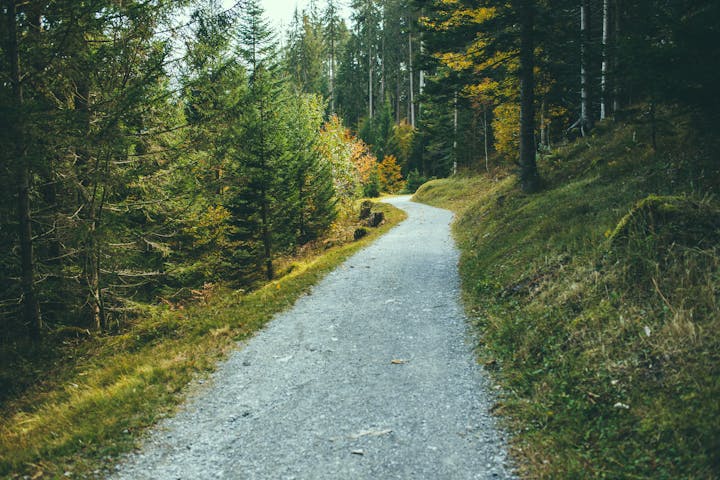 May contain: gravel, dirt road, road, fir, plant, abies, tree, path, tarmac, and asphalt