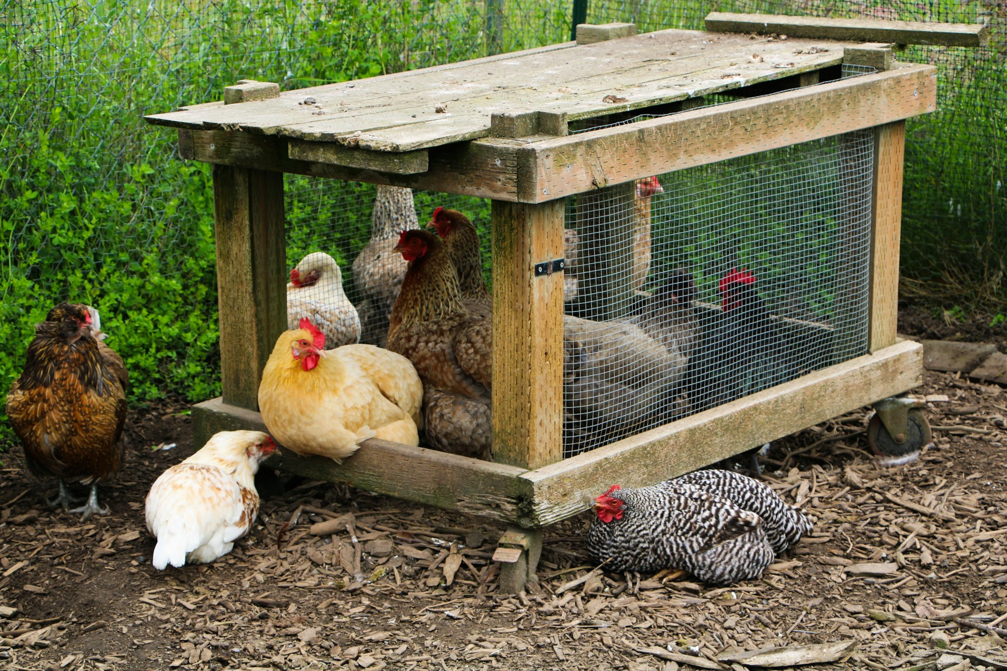 Chickens gathered around and inside a wooden coop in a grassy area.