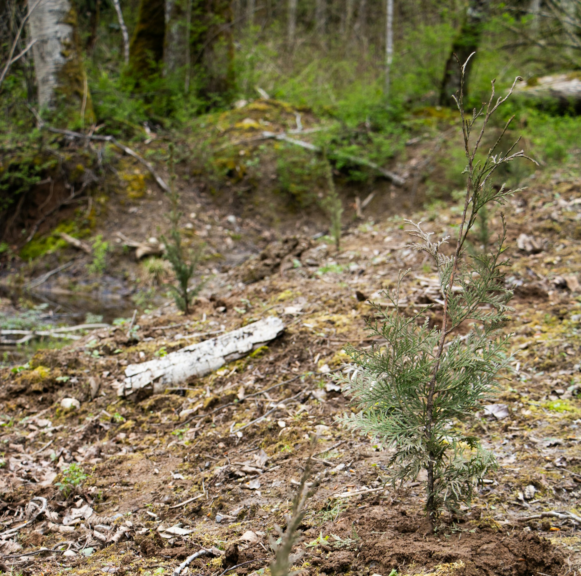 Young tree saplings planted on forest floor with greenery in background.