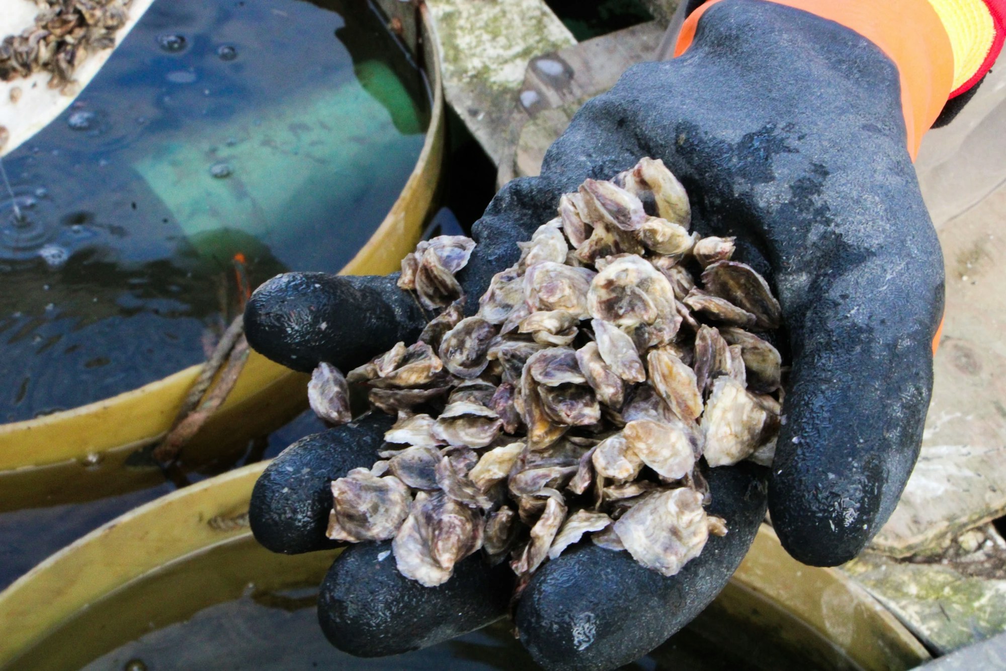 A gloved hand holds a pile of small oyster shells near a water tank.