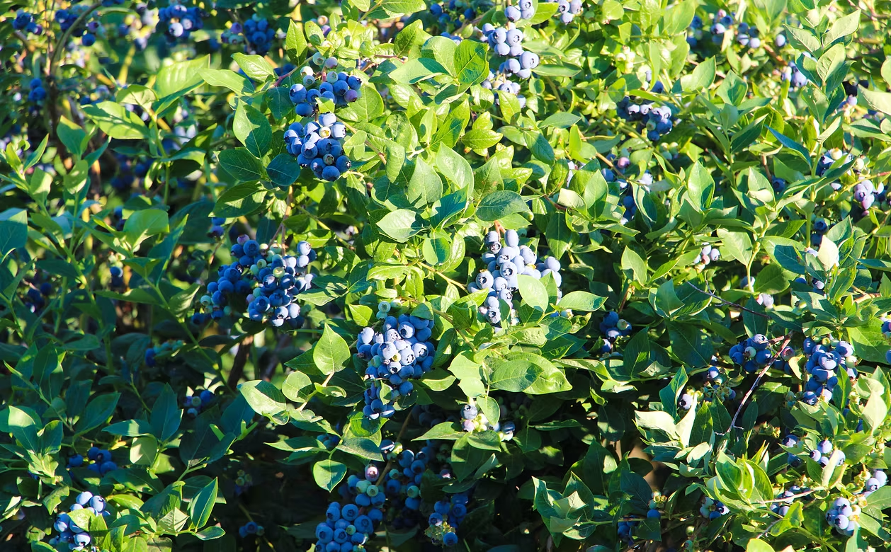 Green bushes with clusters of ripe blueberries.