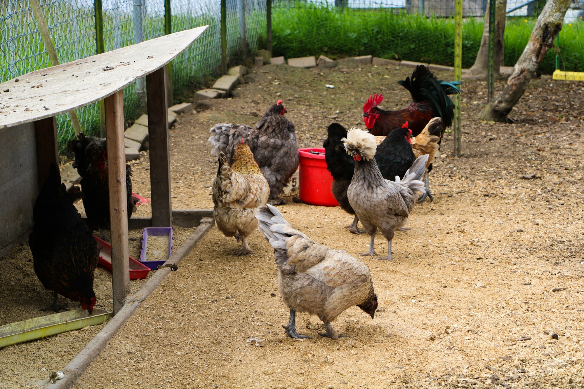 A group of chickens and roosters in a fenced pen with feeding trays and a red bucket.
